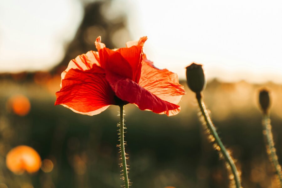 Photo by Polina Kuzovkova on Unsplash